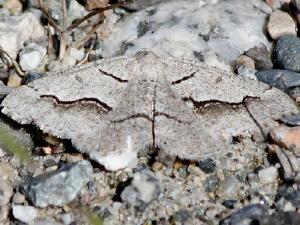 Digrammia decorata