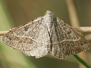 Digrammia irrorata