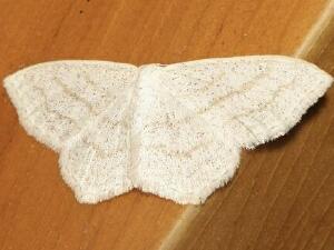 Scopula quinquelinearia