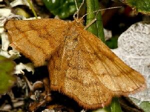 Scopula sentinaria