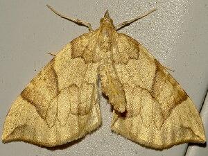 Eulithis propulsata