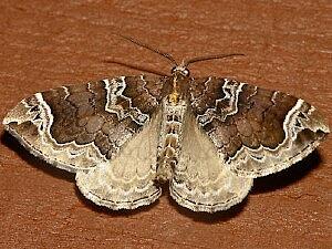 Eulithis xylina