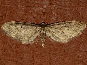 Eupithecia olivacea