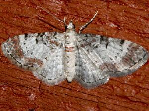 Eupithecia johnstoni