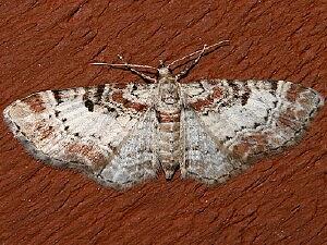 Eupithecia mutata