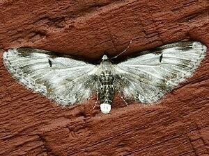 Eupithecia ravocostaliata