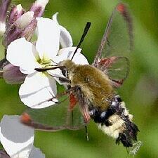 Hemaris thetis