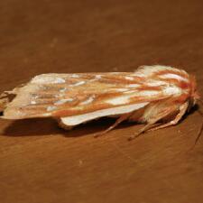 Lophocampa roseata