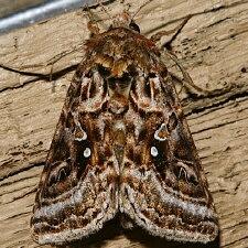 Autographa mappa