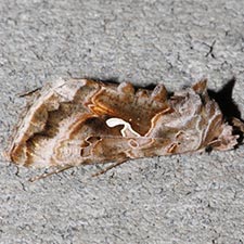 Autographa pseudogamma