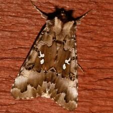 Autographa corusca