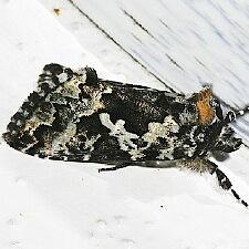 Syngrapha rectangula