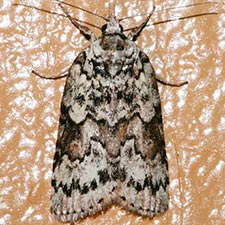 Nycteola columbiana