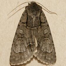 Acronicta radcliffei