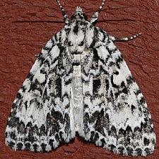 Acronicta fragilis