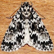 Acronicta fragilis