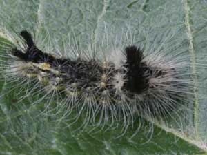 Acronicta impleta