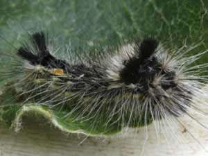 Acronicta impleta