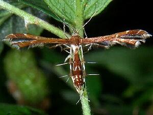 Geina tenuidactylus