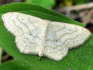 Scopula limboundata