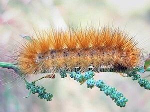 Spilosoma virginica