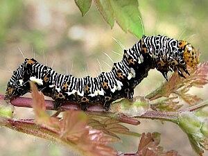 Alypia octomaculata