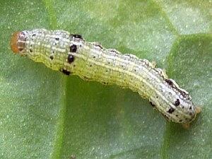 Spodoptera eridania