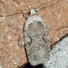 Agonopterix curvilineella