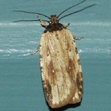 Agonopterix atrodorsella