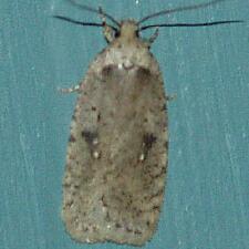 Agonopterix argillacea