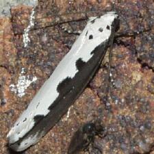 Ethmia bipunctella