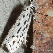 Ethmia longimaculella