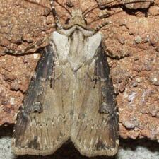 Agrotis stigmosa