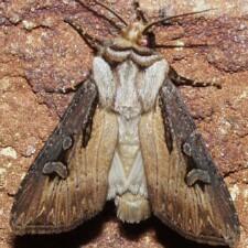 Agrotis volubilis