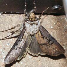 Agrotis obliqua