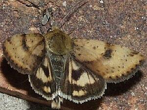 Heliothis acesias