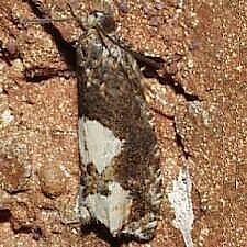 Epinotia trigonella