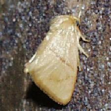 Tortricidia pallida