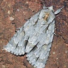 Acronicta morula