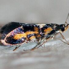 Fabiola edithella