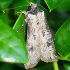 Agrotis malefida