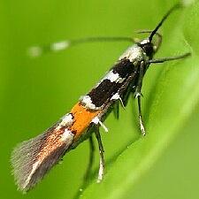 Cosmopterix molybdina