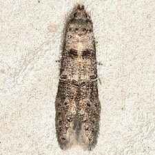 Sorhagenia nimbosus