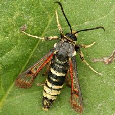 Albuna pyramidalis