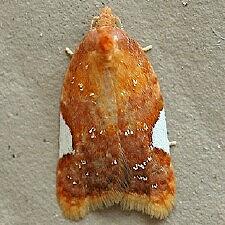 Acleris holmiana