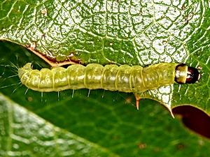 Choristoneura rosaceana