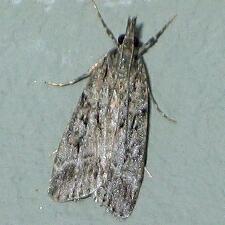 Eudonia rectilinea