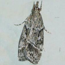 Eudonia rectilinea