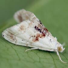 Lipocosma septa