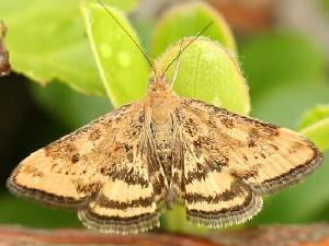 Pyrausta subsequalis